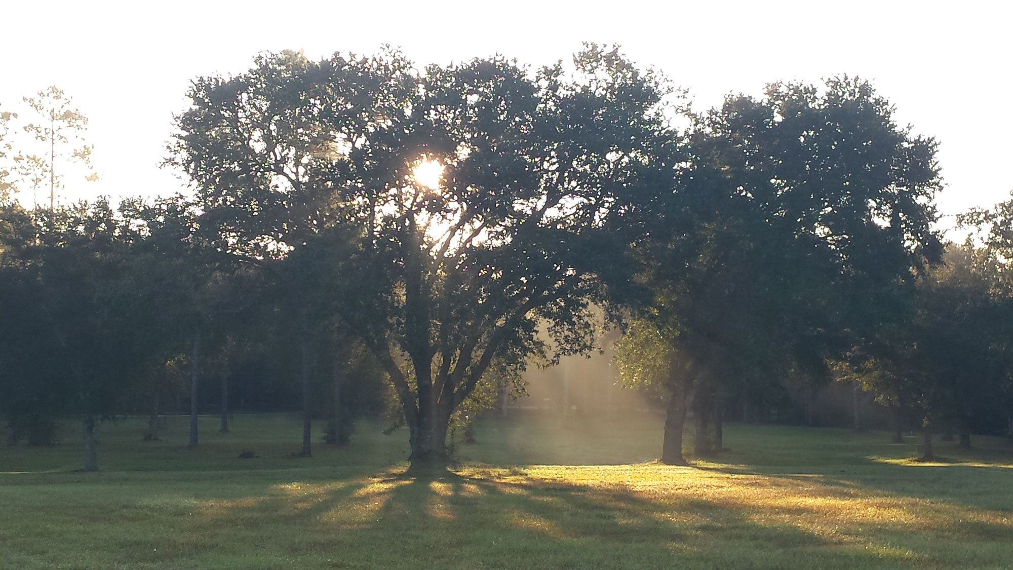 tall oak trees in a field spreading their leaves in worship to God