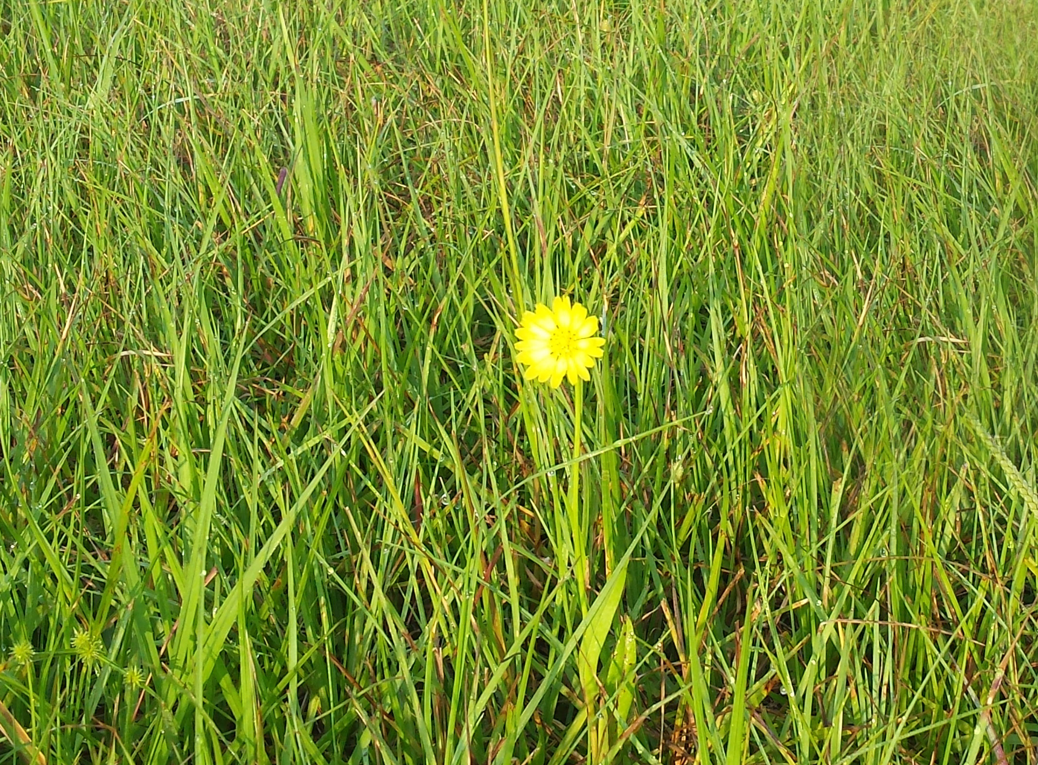 yellow flower in a field of green grass