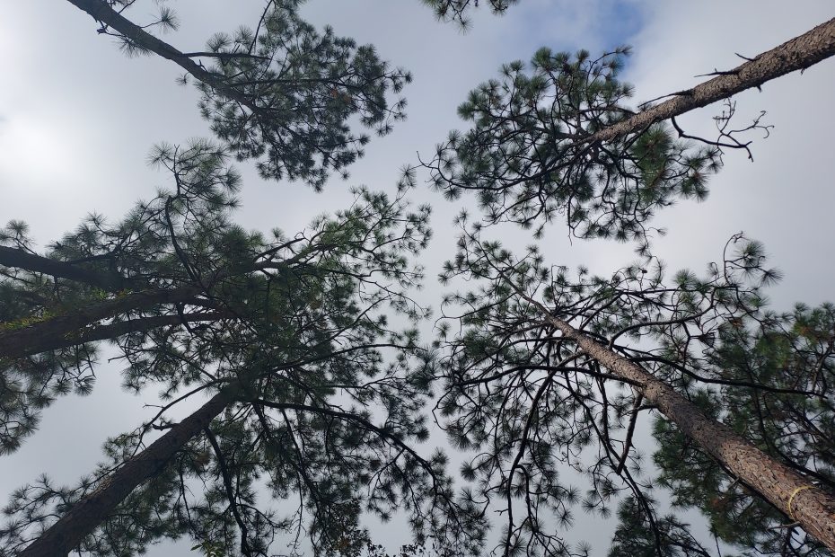 looking up to heavens with pine trees circling under cloudy sky