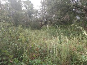 wilderness with overgrown path