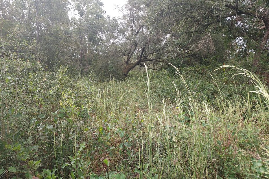 wilderness with overgrown path