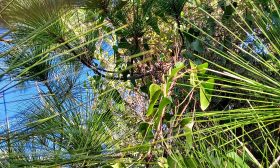 Summer coastal scene with various plants and two butterflies.
