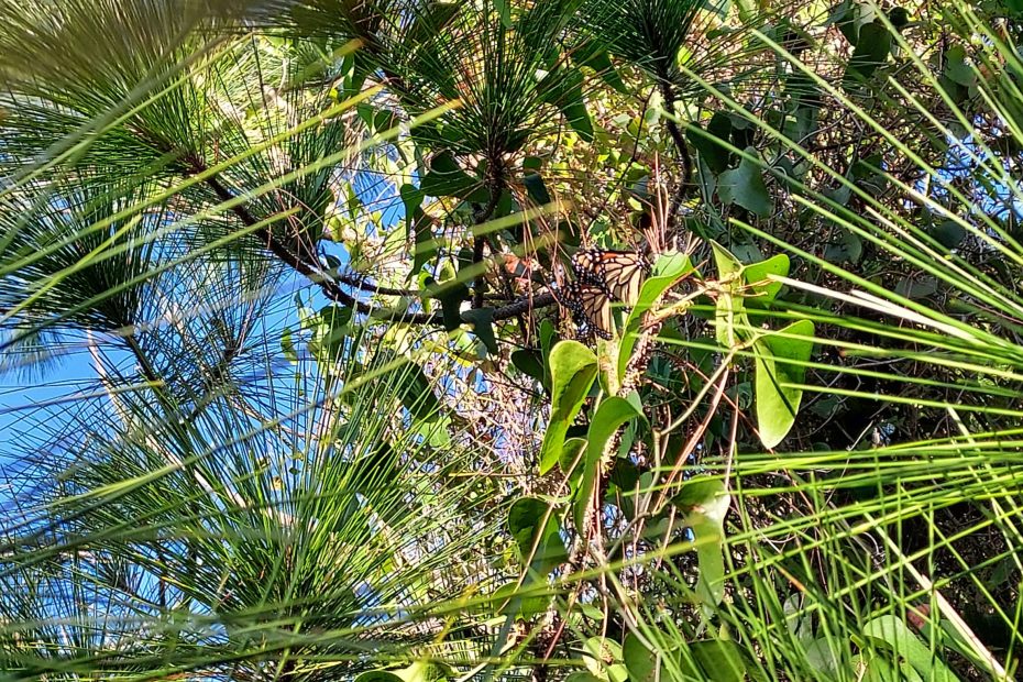 Summer coastal scene with various plants and two butterflies.