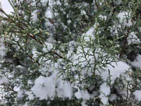 Snow in evergreen tree