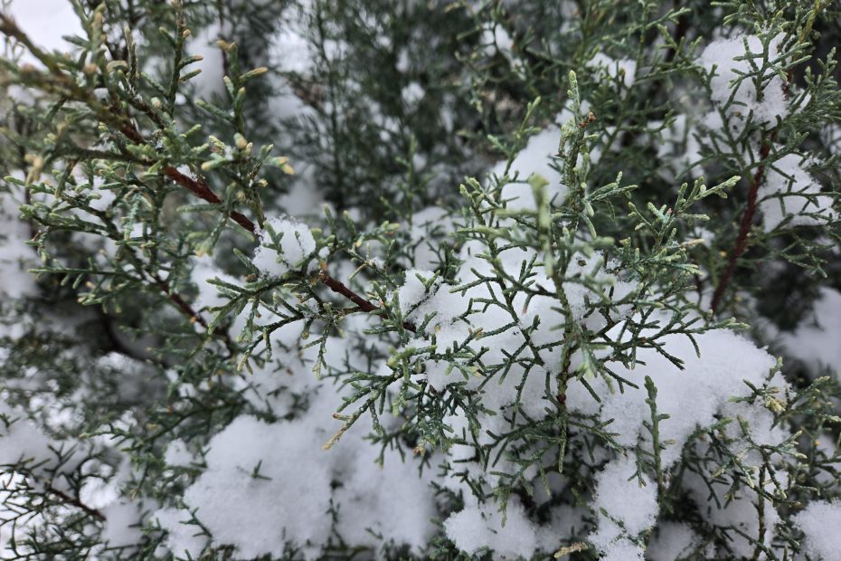 Snow in evergreen tree