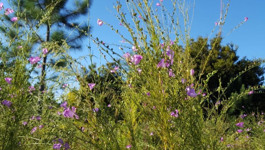 purple flowers bursting forth in a meadow of pines and scrub grass