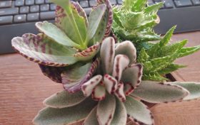 several succulent plants living together in one pot lifting their leaves up in praise to God