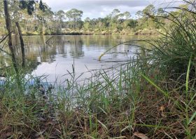 View from a dry bank filled with lush green plants overlooking a calm body of water.