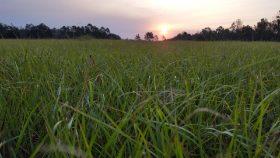 morning sun rising over a green field surrounding by spreading oak trees