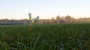 Flower-dew_