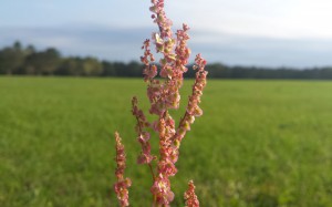 Flower-of-the-field