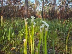Picture plants standing tall in hope with their mouths open wide in the backdrop of a forest recovering from a burn.