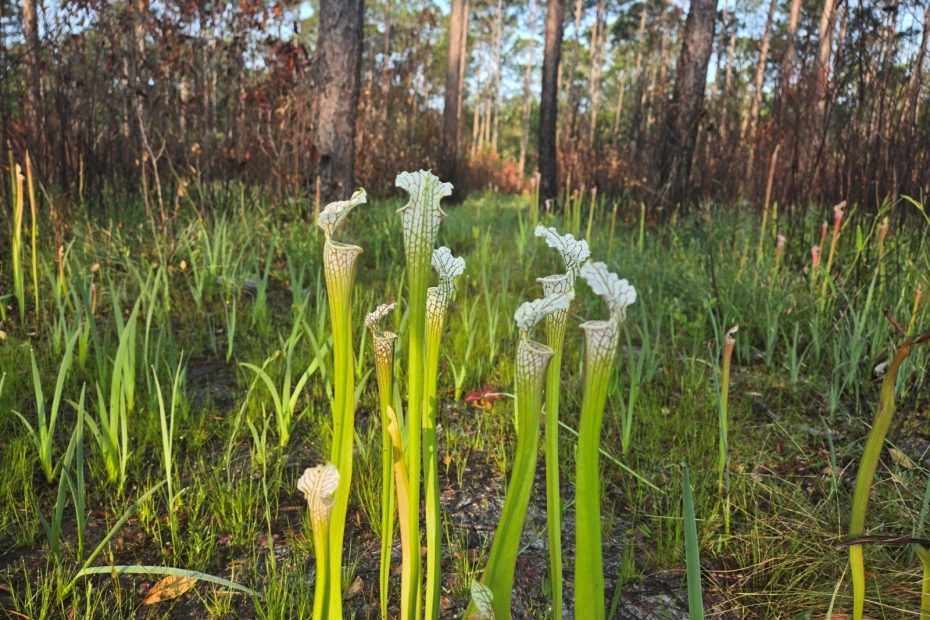 Picture plants standing tall in hope with their mouths open wide in the backdrop of a forest recovering from a burn.