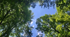 Look up to the heavens through trees