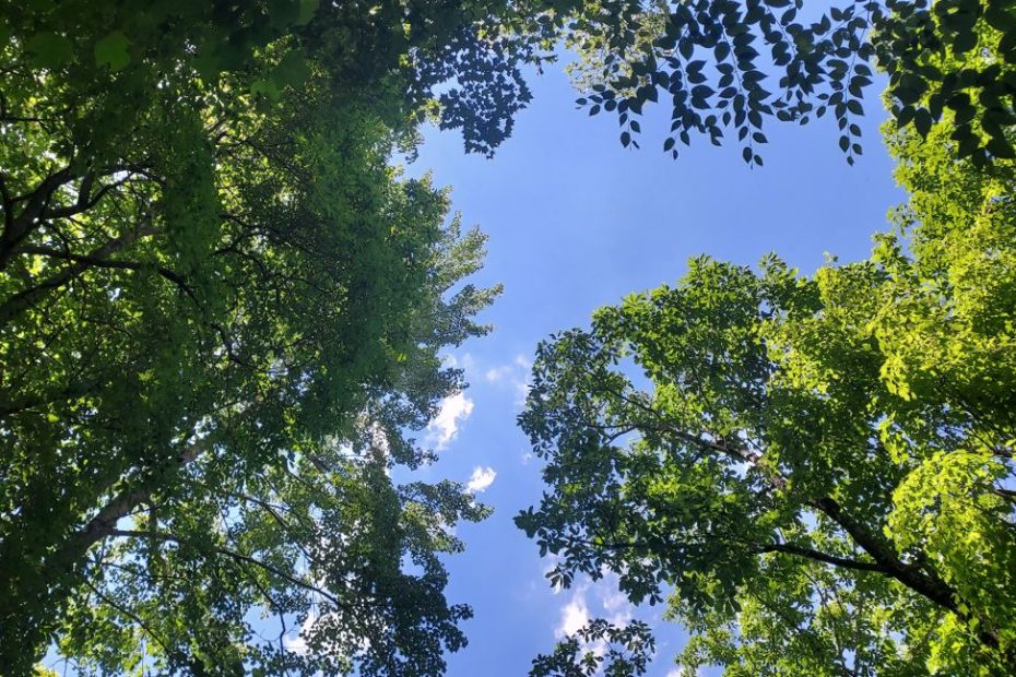 Look up to the heavens through trees