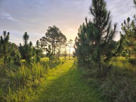 morning meadow, walking with God