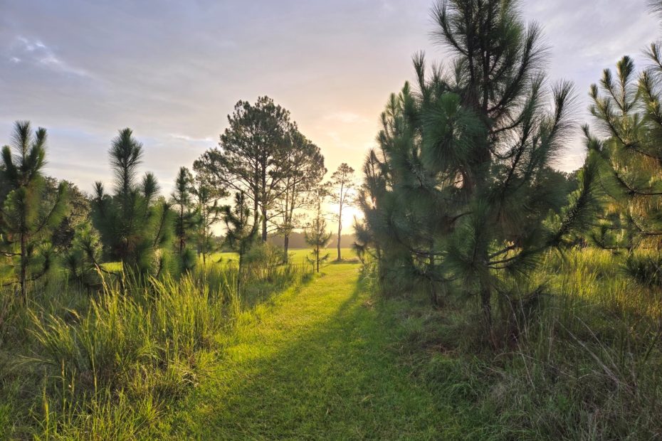 morning meadow, walking with God