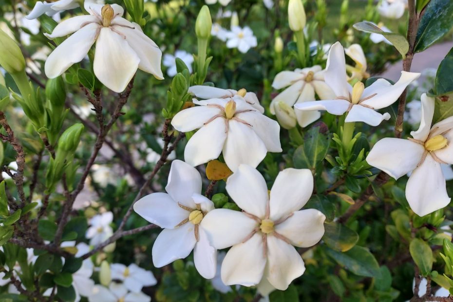 Gardenia flowers opening their pedals wide with awe of God