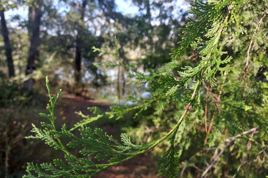 Evergreen leaves with lake blurred in background