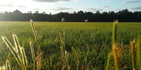 beautiful medow surrounded by live oaks and pine trees with green grass and two beloved labs running toward the camera.
