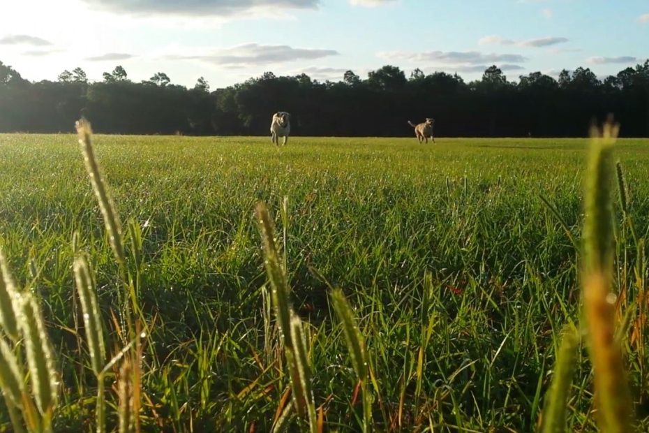 beautiful medow surrounded by live oaks and pine trees with green grass and two beloved labs running toward the camera.