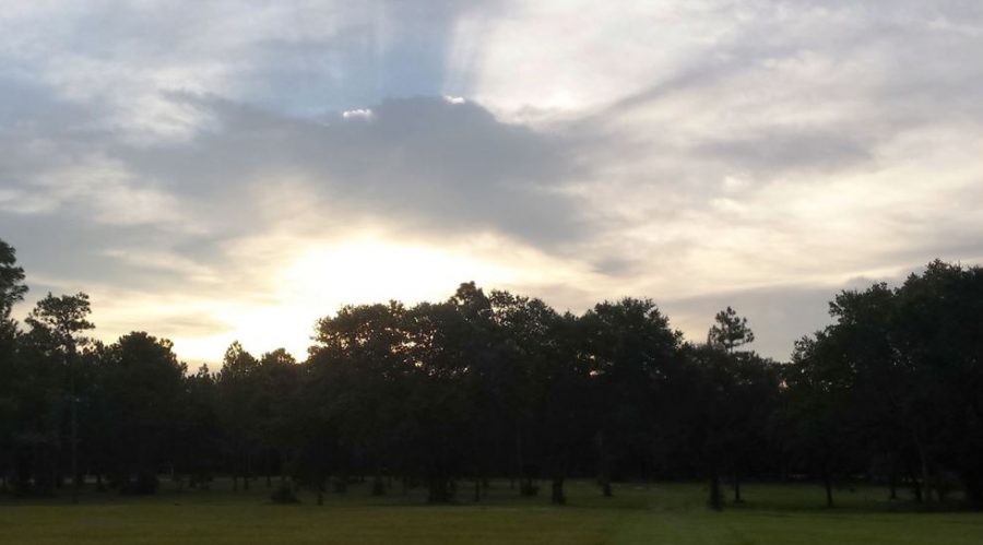 Sunrise behind trees.