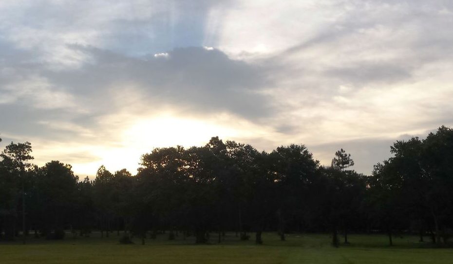 Sunrise behind trees.