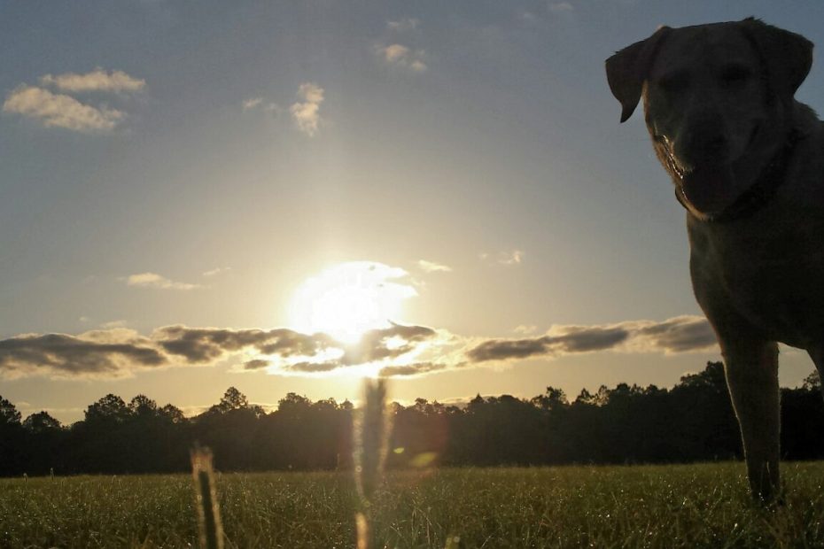 yellow lab standing in a field with sunrise behind him, ready to face the day with courage