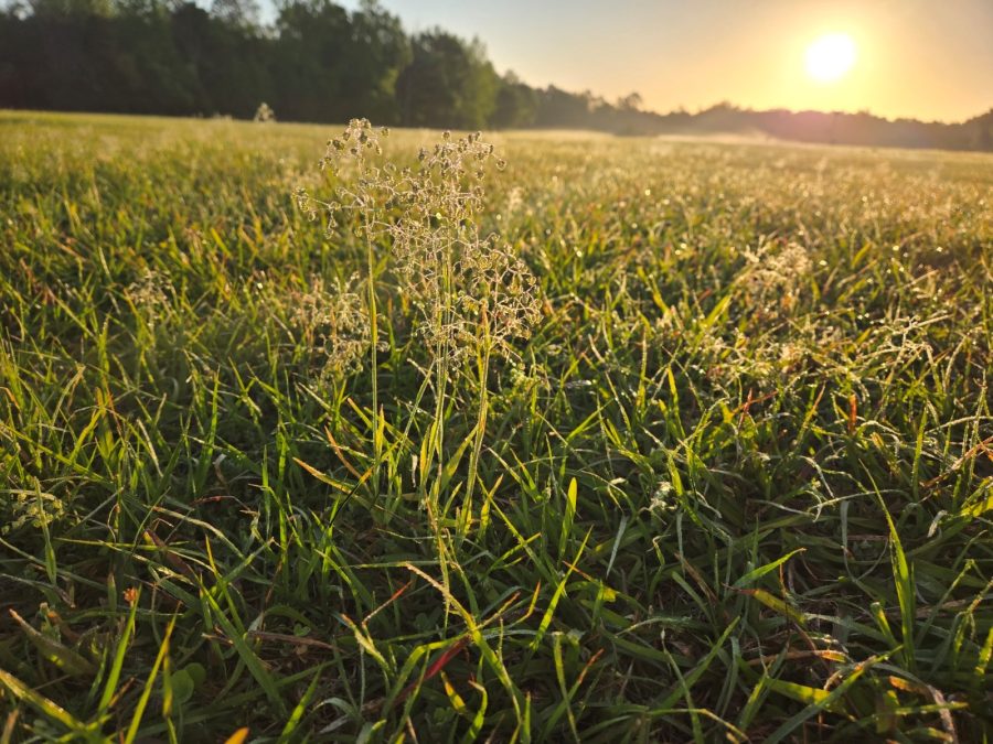 Sunrise over an open field
