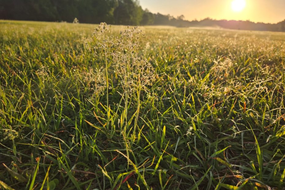 Sunrise over an open field