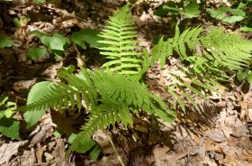 a furn on the forest floor surrounded by fallen leaves.