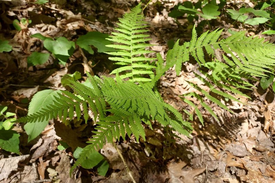 a furn on the forest floor surrounded by fallen leaves.