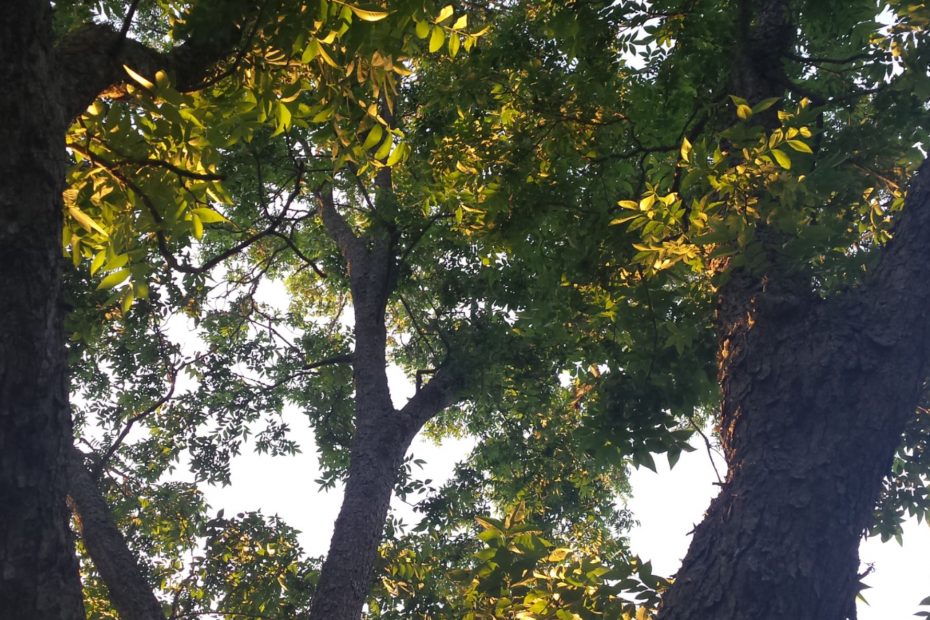 a tall, strong pecan tree with four large limbs filled with healthy leaves kissed by the setting sun.