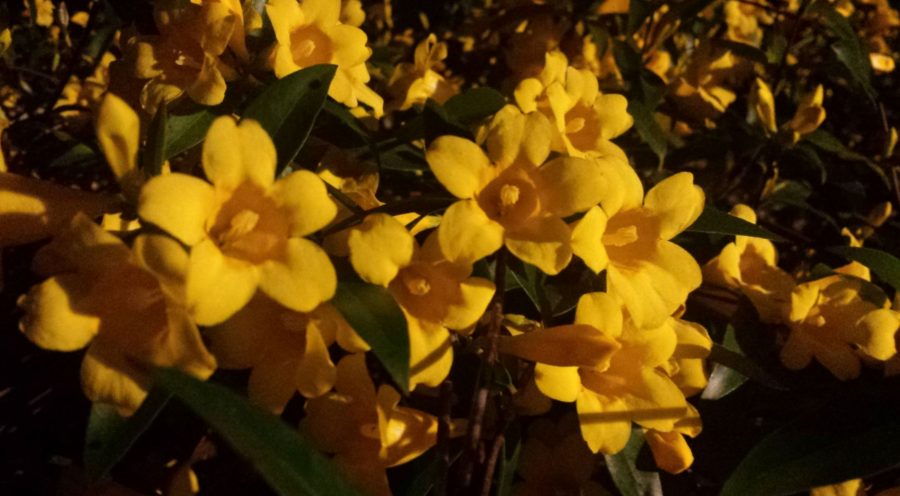 Brilliant yellow jasmine blossoms opening wide in the night time with a distant light shining on them, revealing their purpose and beauty.