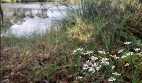 wild white flowers near a river