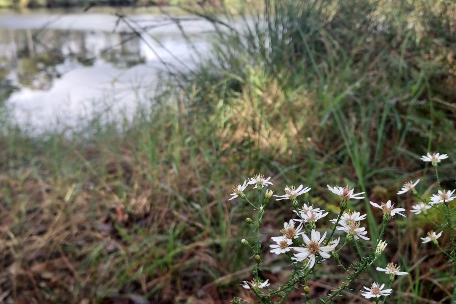 wild white flowers near a river