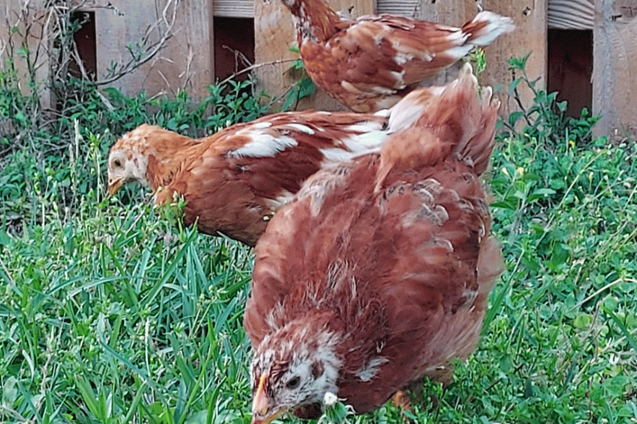 Three brown chickens praising God with all their "chicken-ness" in a green yard.
