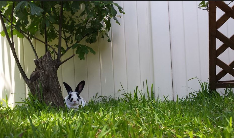bunny sitting comfortably in a green garden under a tree in the shade.