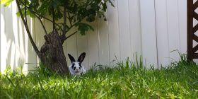 bunny sitting comfortably in a green garden under a tree in the shade.