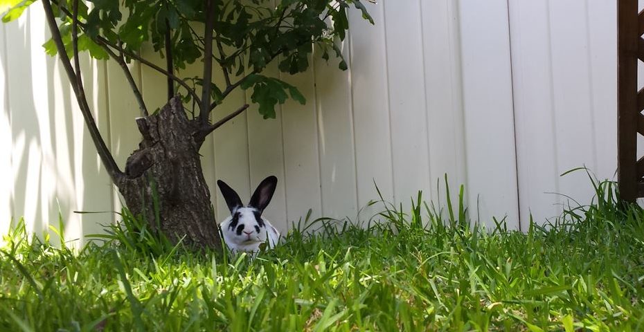 bunny sitting comfortably in a green garden under a tree in the shade.