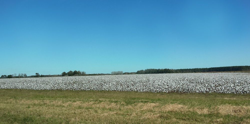 Cotton Field