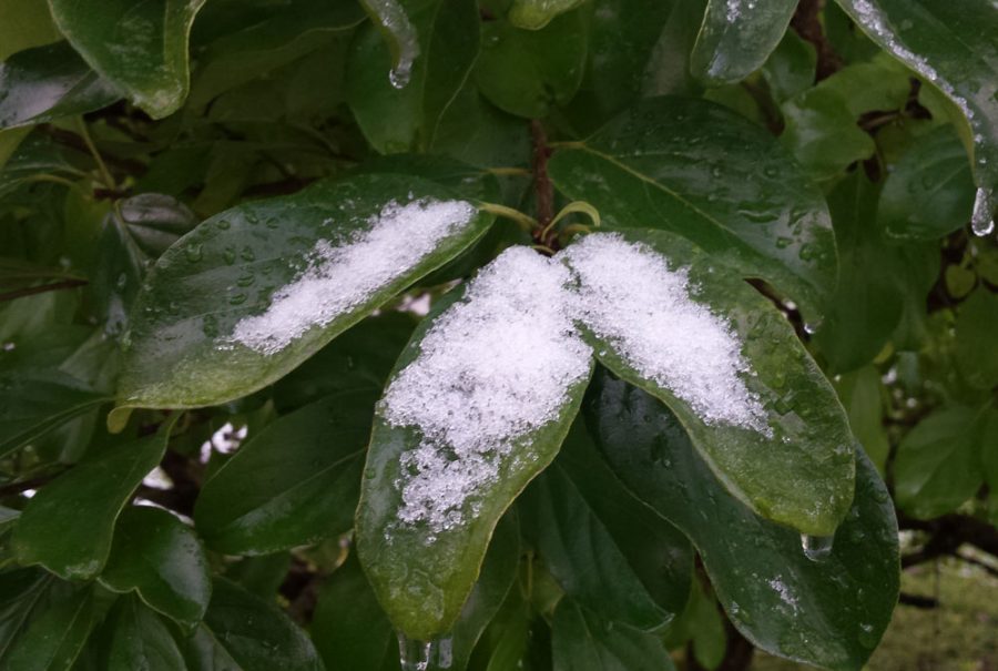 Evergreen leaves of a bush with snow giving much needed refreshements during hard winter season.