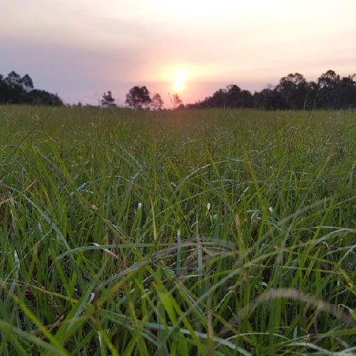 field of green dew soaked grass looking upt to a rising sun.