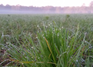 dew-grass