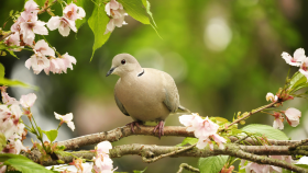 dove sitting on a branch