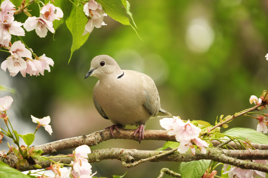 dove sitting on a branch