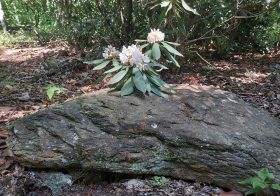 mountain laurel on a mountain stone in north carolina mountains