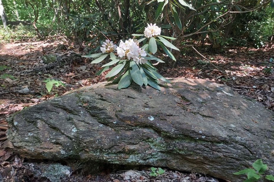 mountain laurel on a mountain stone in north carolina mountains