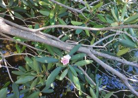 A mountain laurel across a pond with a pink flower blooming