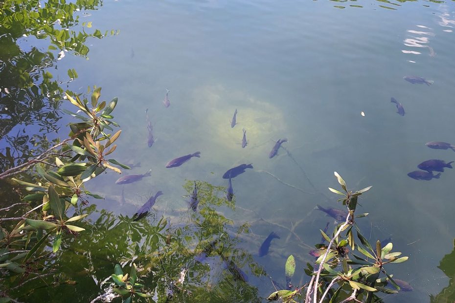 a mountain lake with fish.